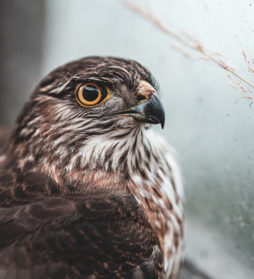 Hawk