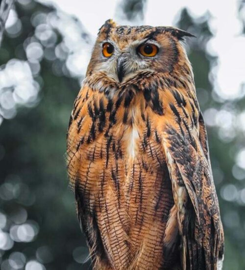 Owl image